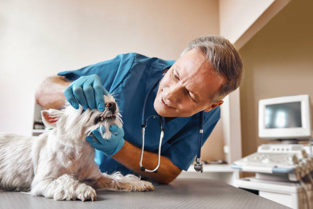 Best Same-Day Emergency Dental Services in Westover, WV